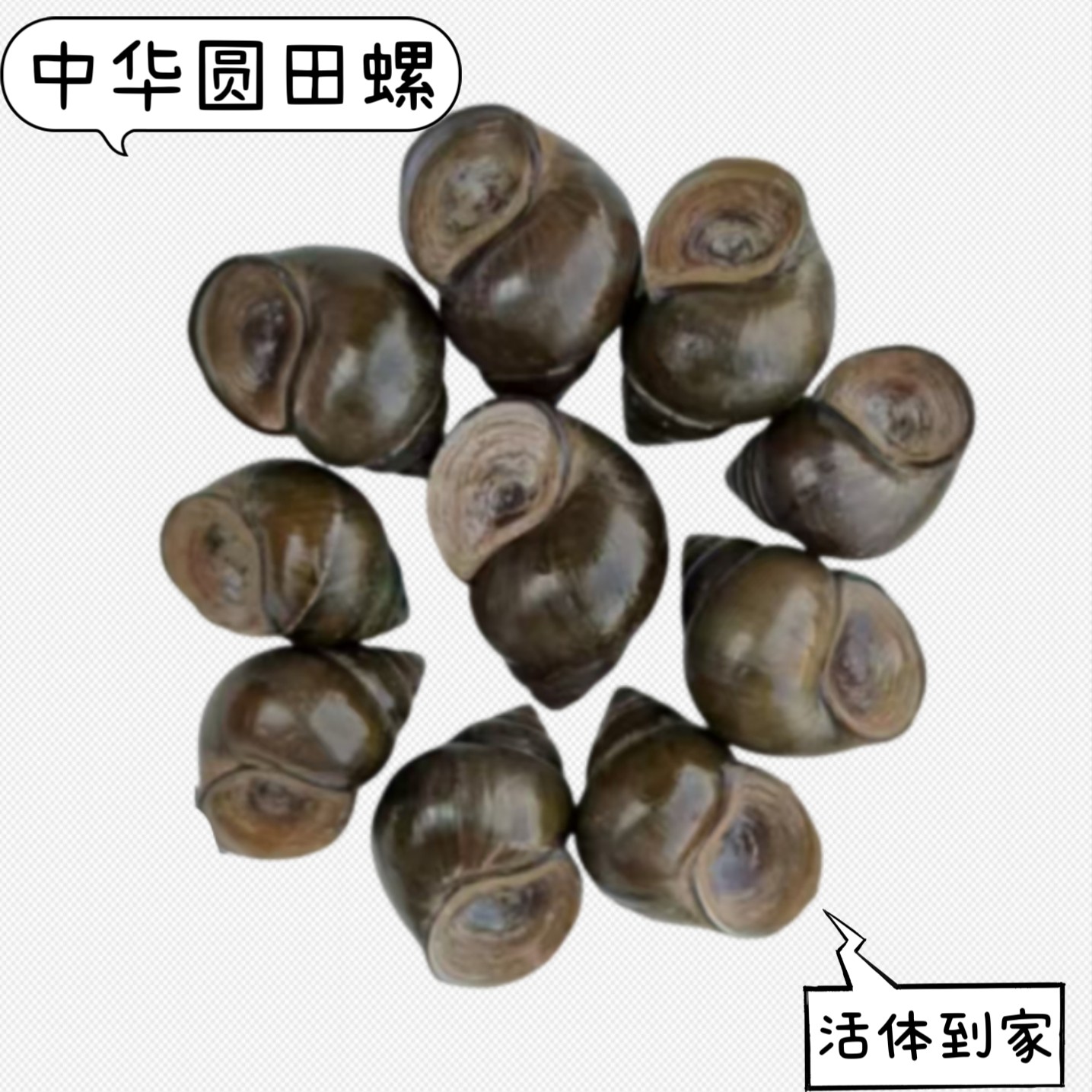 湖南中华圆田螺现抓现发鲜活大田螺大泥螺大螺蛳螺蛳活体带泥田螺,水产肉类/新鲜蔬果/熟食,贝类制品,淘宝优惠券,粉丝福利购,淘宝优惠卷