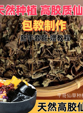 仙草干烧仙草原材料全叶草果粿烧仙草新鲜草干纯叶子全叶黑凉粉草