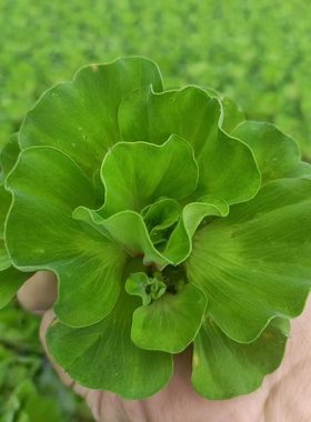 水芙蓉水葫芦浮萍植物鱼塘庭院造景绿植鱼缸水池养鱼净化水质水草