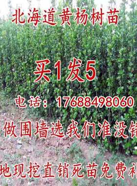 围墙篱笆植物大叶北海道黄杨苗冬青树苗四季常青耐寒庭院绿篱树苗