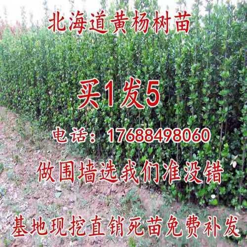 包邮围墙篱笆植物北海道黄杨苗冬青树苗四季常青耐寒庭院绿篱树苗