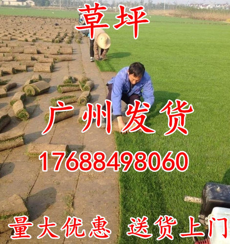 带土泥真草坪草皮百慕大马尼拉四季青果岭草户外庭院绿化植物包邮