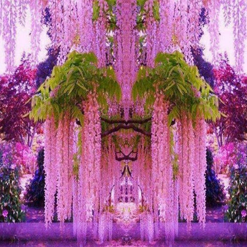 树苗屋顶围墙庭院紫藤萝攀援植物