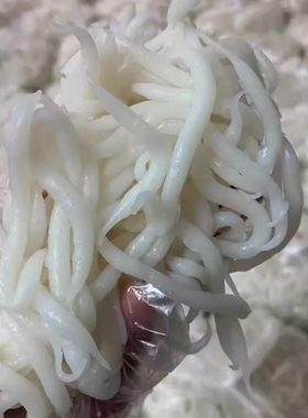 梅州客家现做老鼠板珍珠粄大埔特产小吃西河老鼠粉3斤腌面梅县