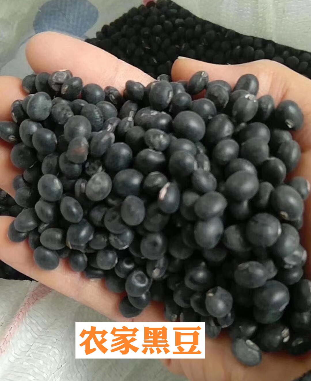 大埔农家自种黑豆梅州客家自晒无硫豆子非转基因五谷杂粮蕉岭平远