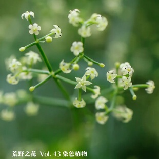 东北茜草种子血见愁中草药植物荒野之花小白花多年生观赏爬藤植物