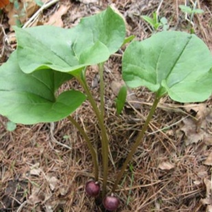 东北细辛种子华细辛药白细辛马蹄香细参四两麻细辛中草药烟袋锅籽