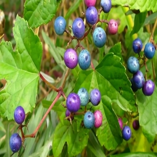 新鲜农家白蔹种子山地瓜根苗中草药野红薯五爪藤庭院爬藤植物易活