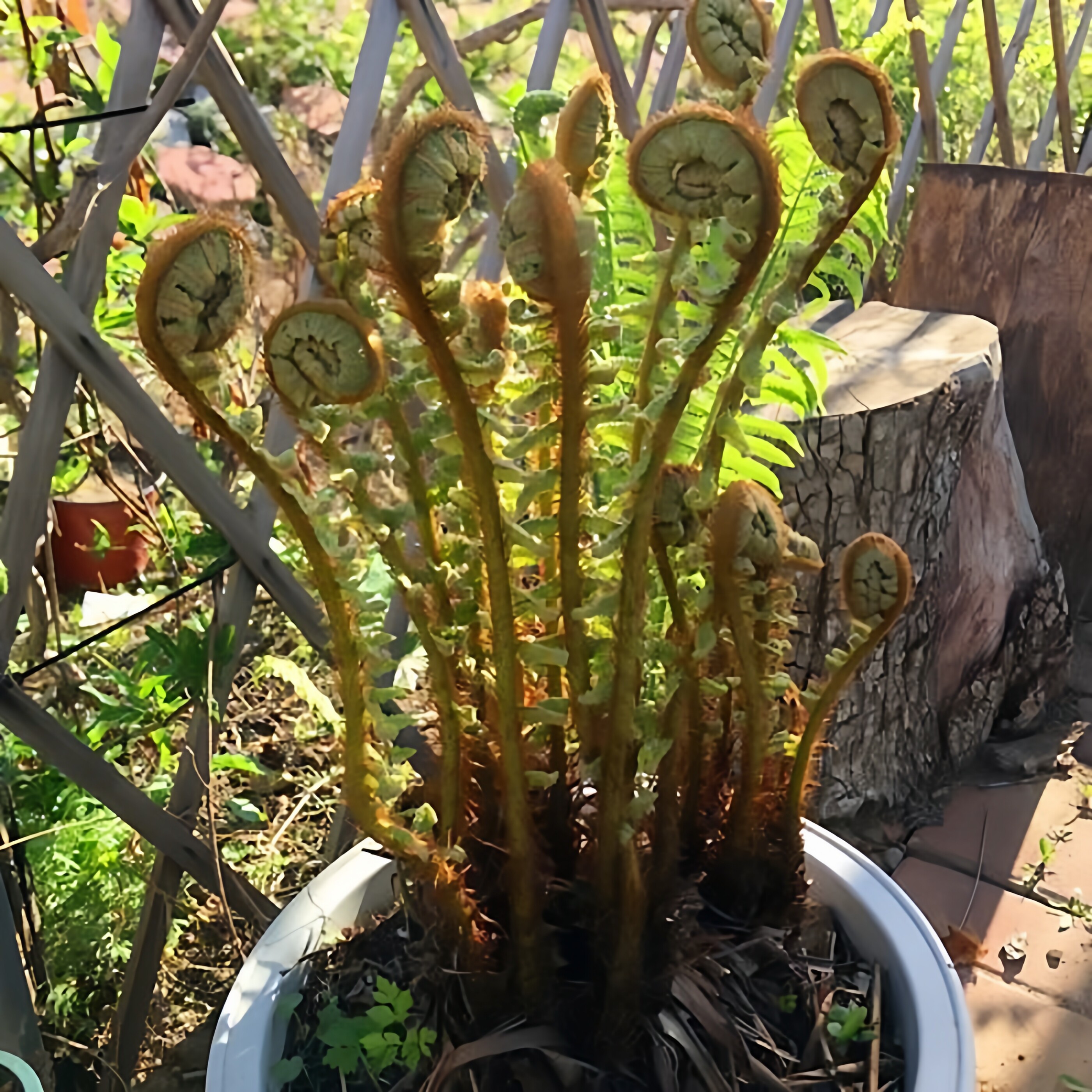 东北新鲜贯众根苗中草药植物多羽贯众盆栽花卉景观粗茎鳞毛蕨易活