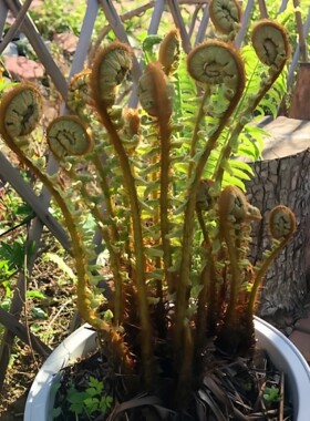 东北新鲜贯众根苗中草药植物