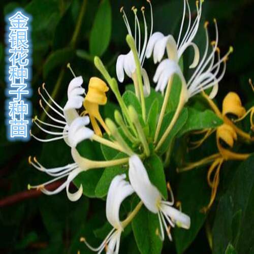 东北金银花苗耐寒耐旱庭院种植