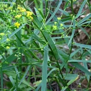 北柴胡活东北中草药新鲜种苗庭院盆栽植物阳台花卉四季易种子包邮