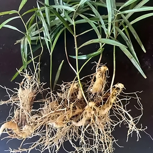 东北农家野生鸡头黄精种子新鲜食用参笔管菜根苗煲汤泡酒专用易活