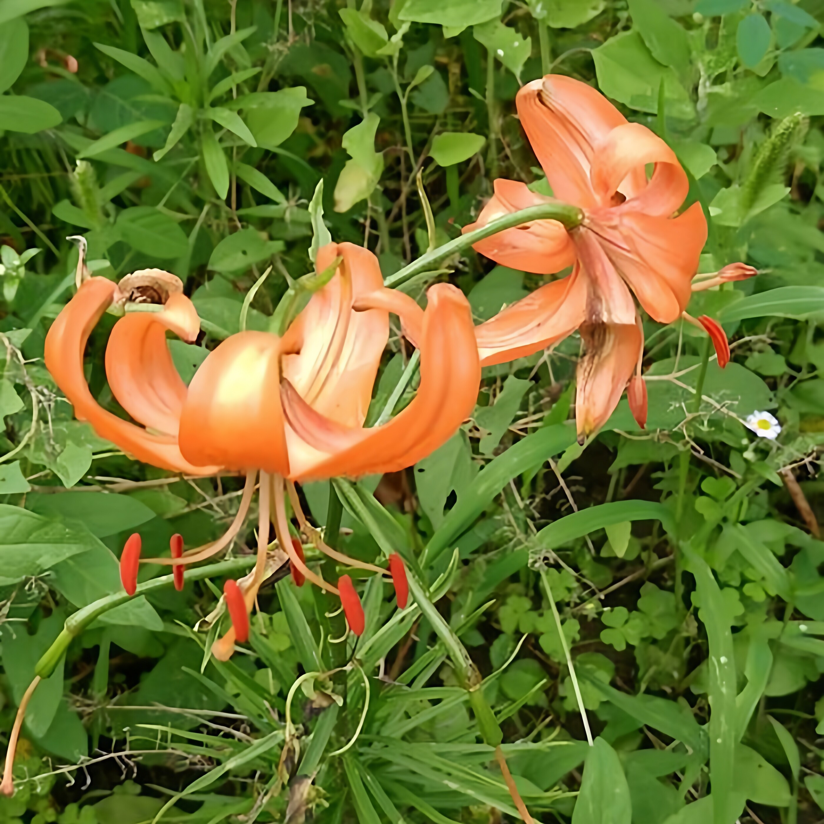 东北正宗山百合种子种球中草药观赏花卉野百合南北方庭院栽培易活