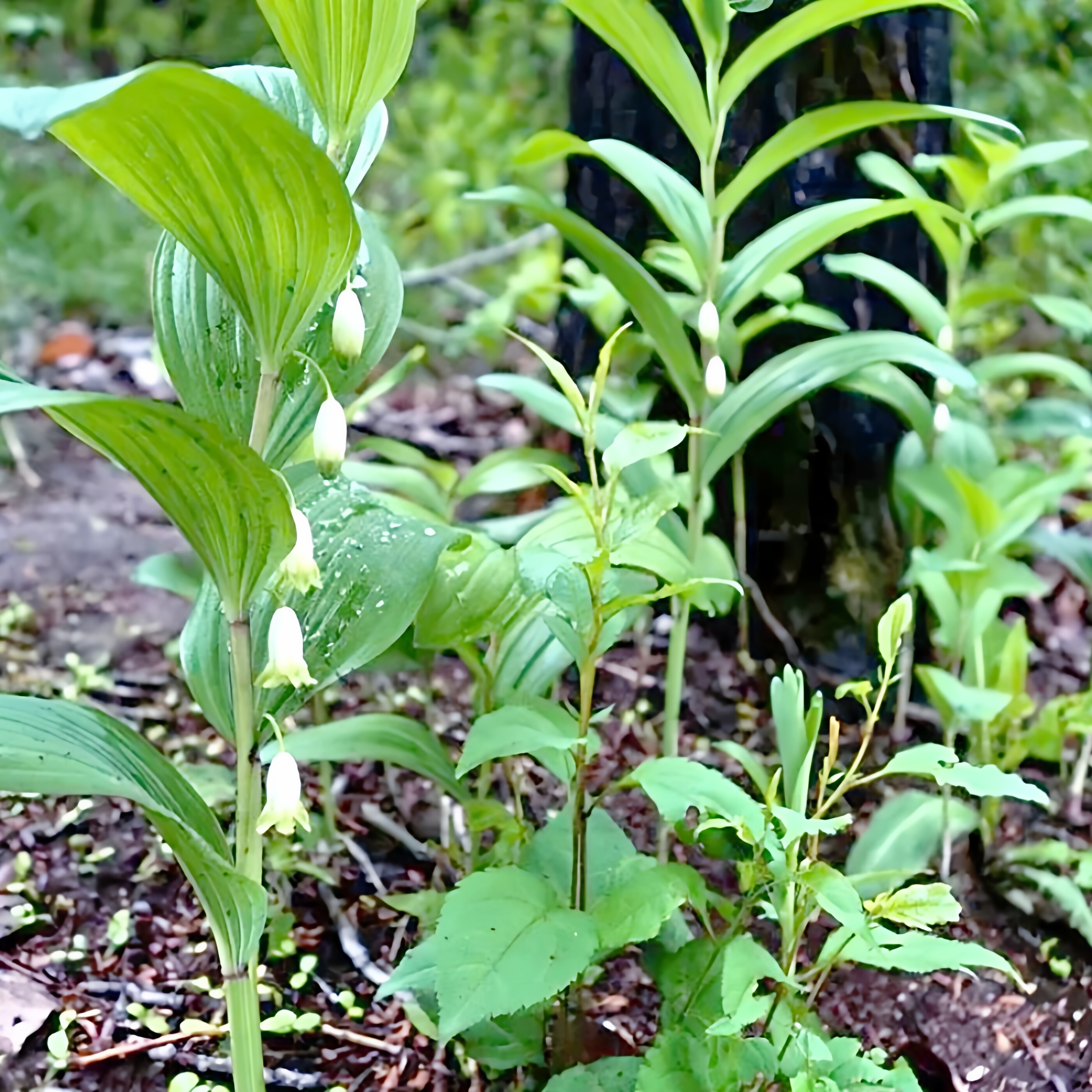 正宗玉竹根苗东北中草药小玉竹种子可食用盆栽花卉庭院地栽花卉