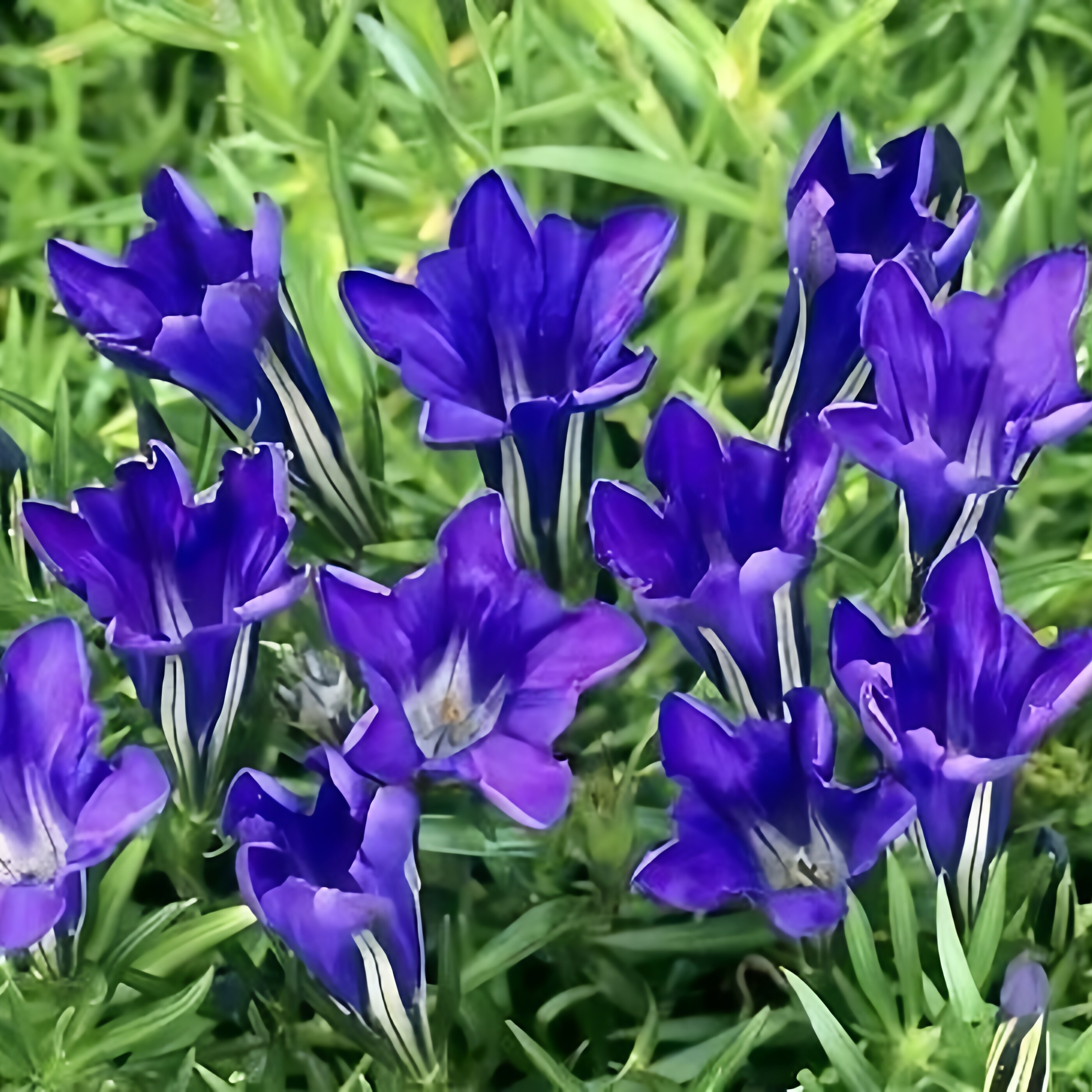 东北龙胆草种子中草药苦龙胆草根苗四季开花庭院盆栽奇异花卉易活