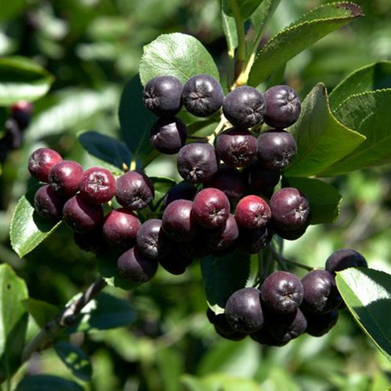 黑果腺肋花楸苗南北方种植黑果花楸盆栽黑涩石楠观果灌木四季易活