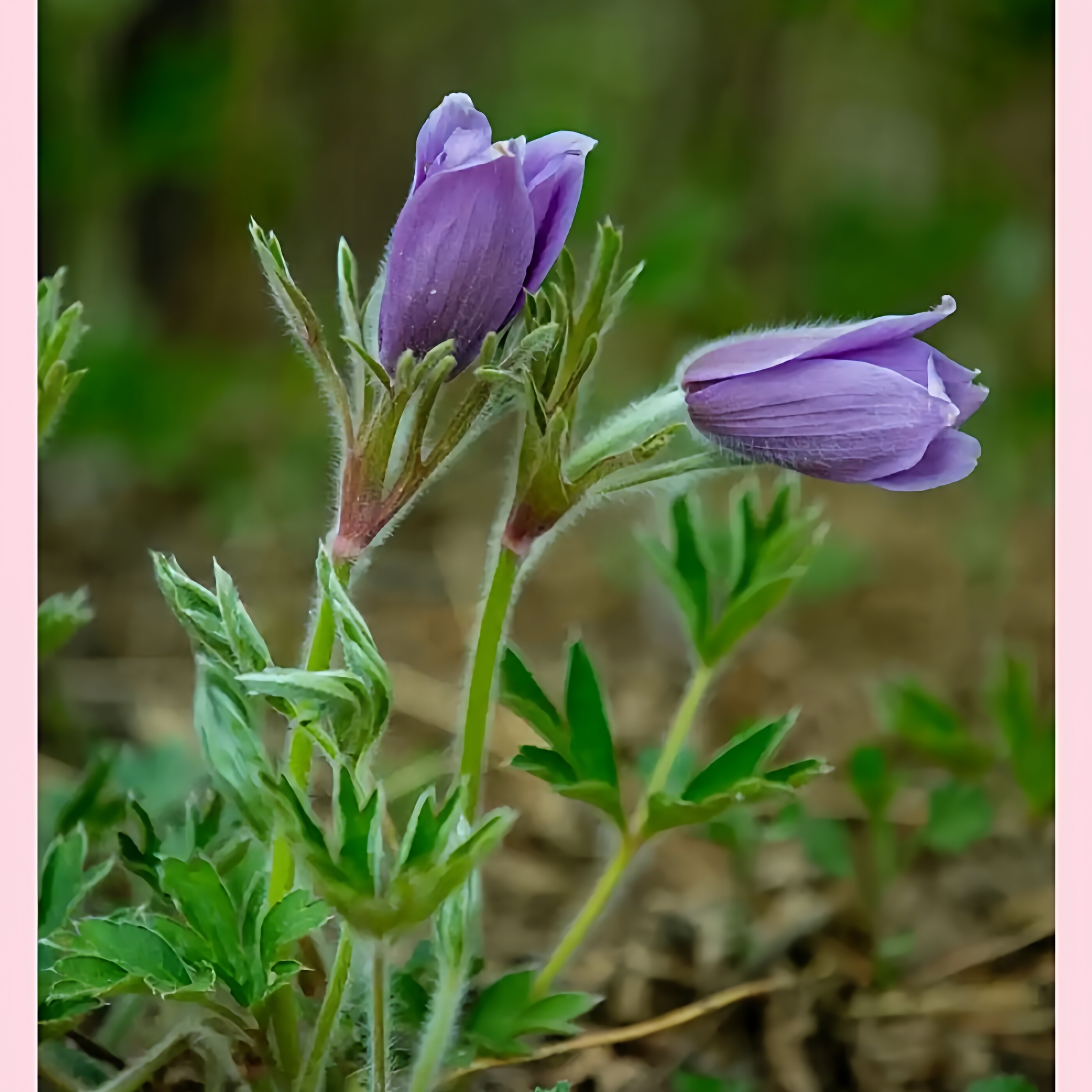 正宗白头翁种子东北中草药老姑草根苗家庭园艺新奇特花卉四季易活