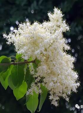 东北暴马丁香花白丁香花庭院地栽