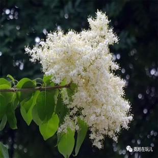 东北暴马丁香观花植物白丁香树苗家居庭院地栽满庭香绿植耐寒易活