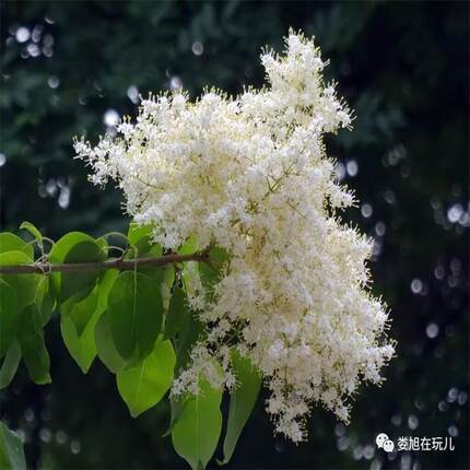 东北暴马丁香观花植物白丁香树苗家居庭院地栽满庭香绿植耐寒易活
