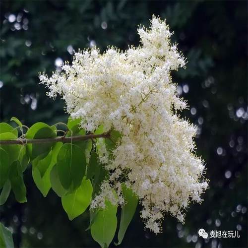 东北暴马丁香花白丁香花庭院地栽