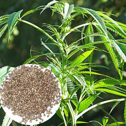 火麻种子中草药植物种子
