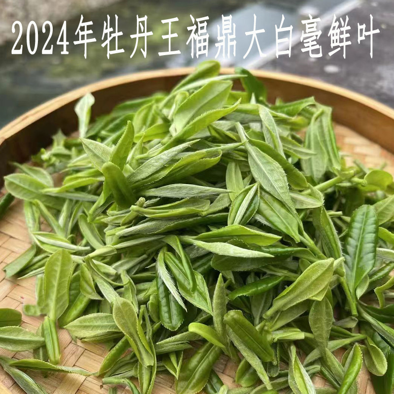 2024年太姥山白茶福鼎高山首采白牡丹毫香花香牡丹王茶叶散茶500g