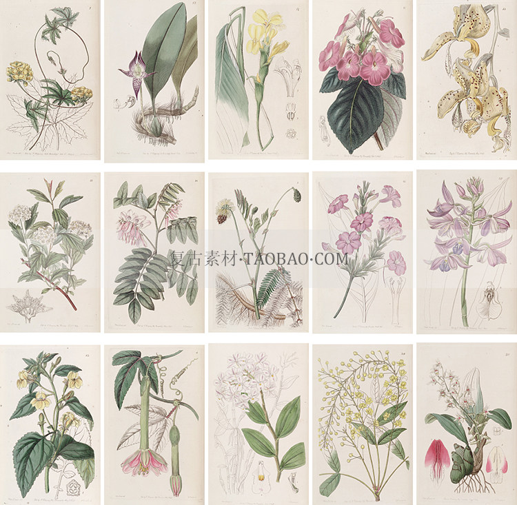 手绘英国观赏植物图谱花卉草木绘画临摹参考资料海报手账设计素材