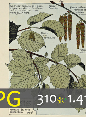 111 Maurice Pillard Verneuil 新艺术风格植物纹样插画参考素材
