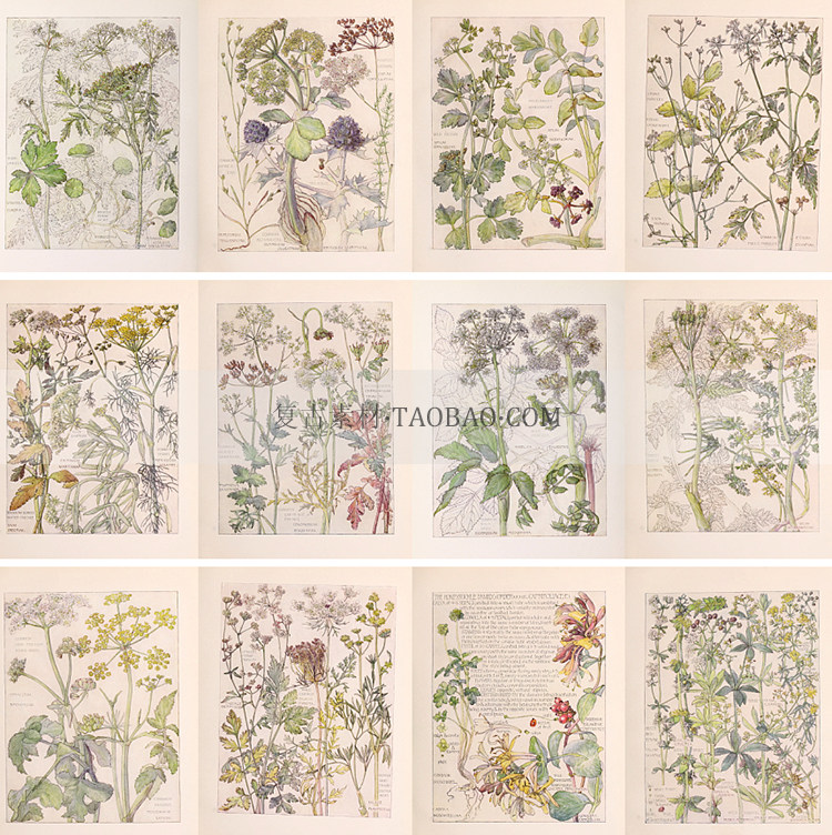 复古植物花卉手绘图片图集插画装饰背景设计junkjournal手账素材