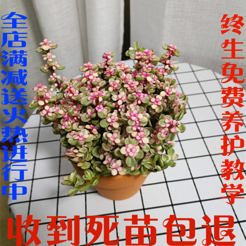 雅乐之舞阳台金枝玉叶净化空气图片