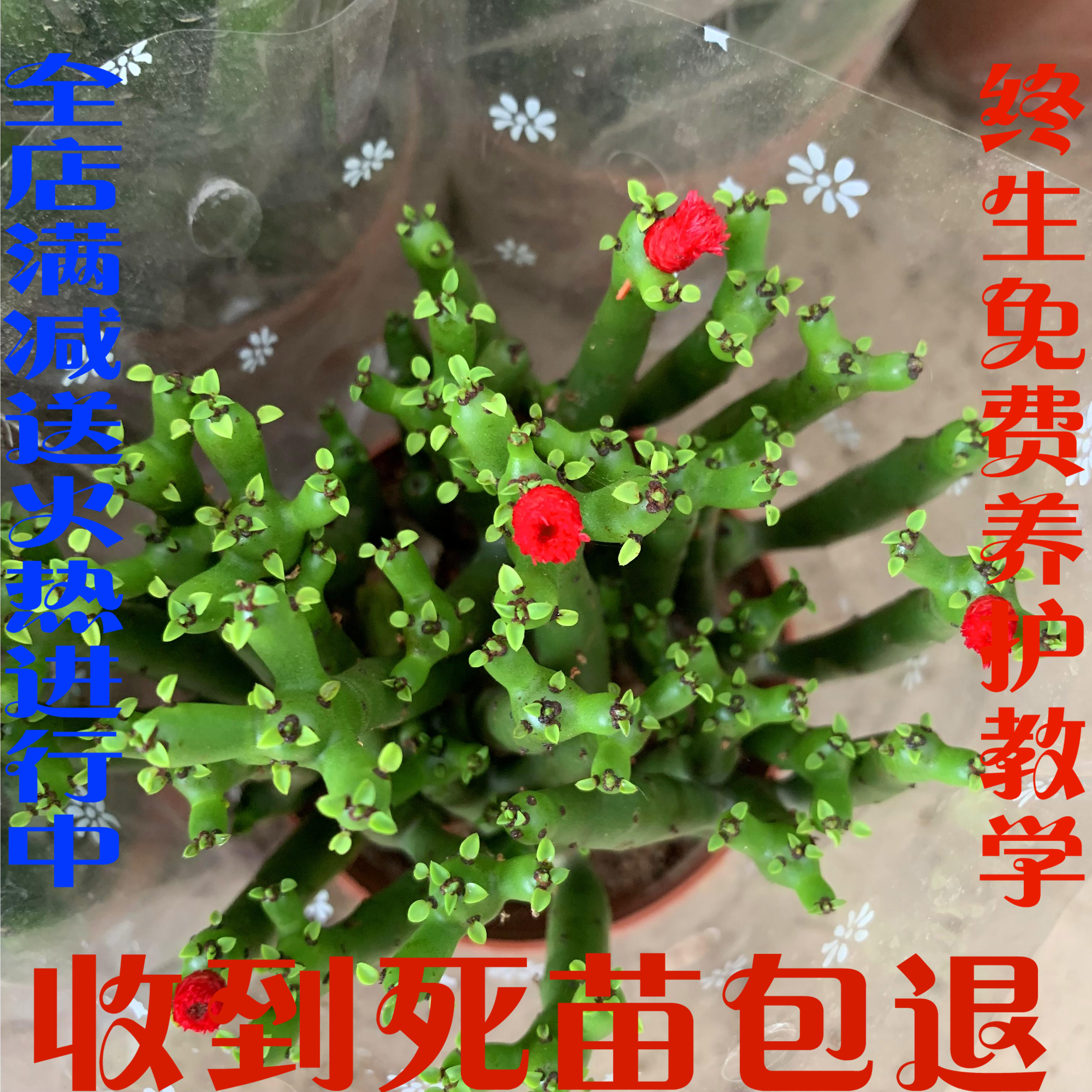 光棍树多肉植物绿珊瑚棒万重山多头彭珊瑚室内吸甲醛绿植花卉包邮