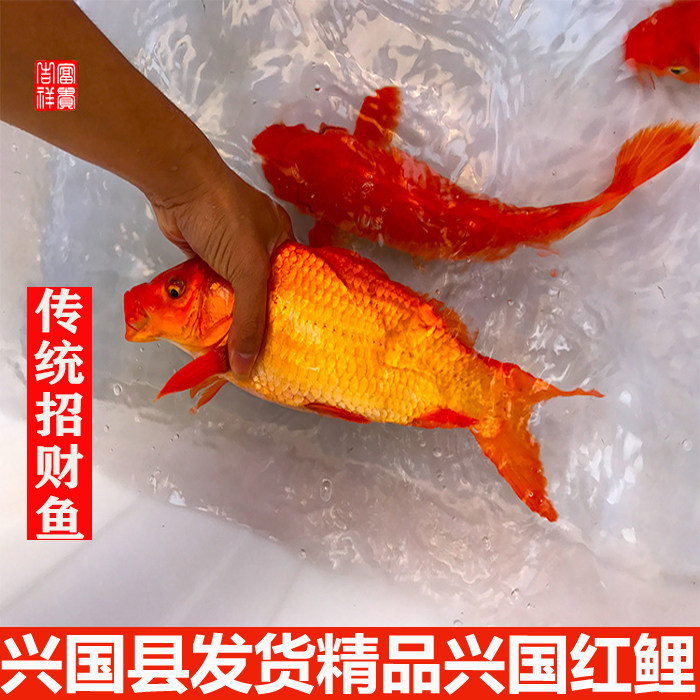 活体兴国红鲤鱼传统荷包红鲤鱼观赏鱼宠物鱼风水鱼大型淡水水族鱼