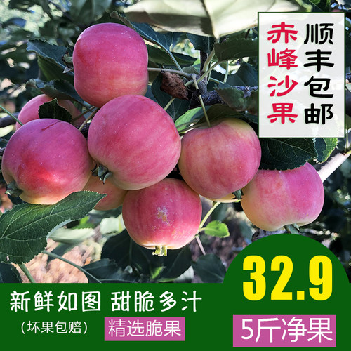 新鲜甜脆当季水果东北123小苹果