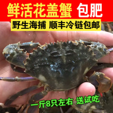 石蟹 鲜活 梭子蟹 花盖蟹 海鲜 花蟹 海螃蟹 青蟹1斤8只左右 海蟹