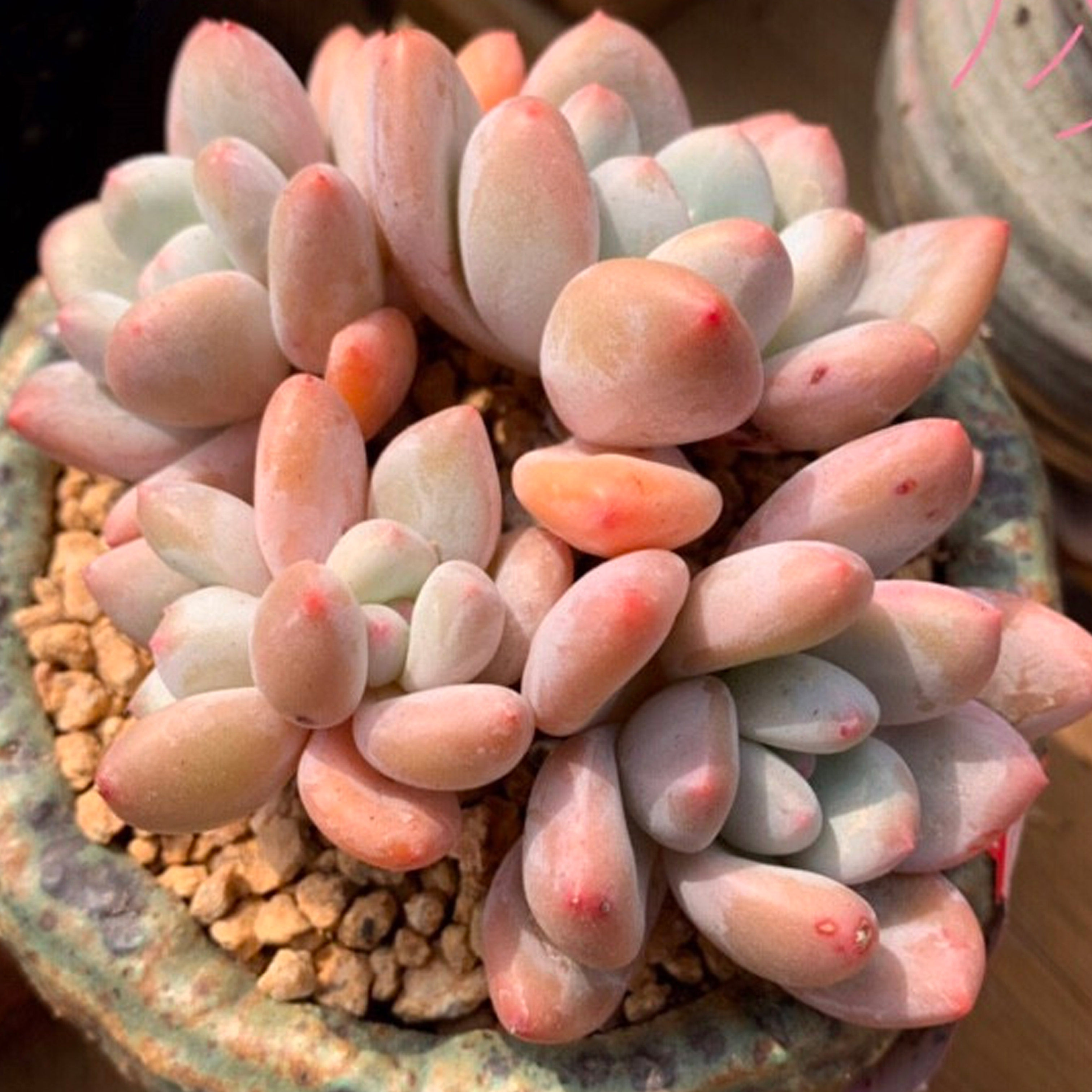 香水老桩群生一物一拍 全状态控养稀有品种贵货多肉植物