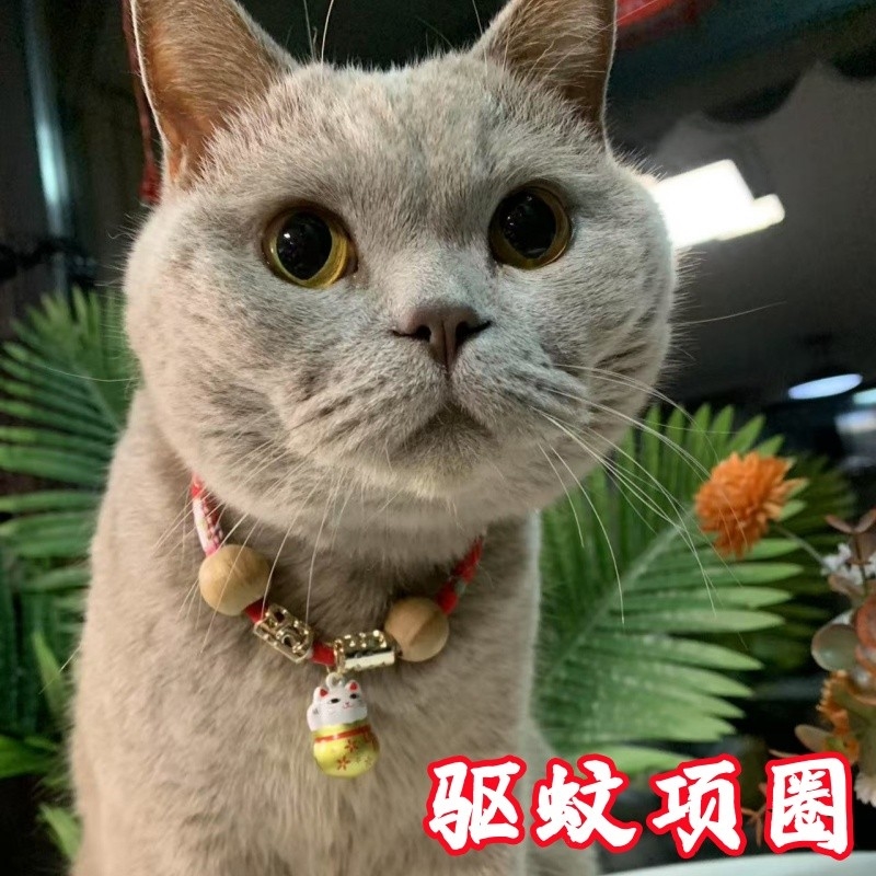 宠物猫项圈除蚤虱子宠物体外驱虫香樟木狗用品猫饰品铃铛项链围脖