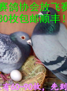 公棚散养信鸽蛋 赛鸽产新鲜赛鸽蛋 五谷散养鸽子蛋 孕宝30包顺丰