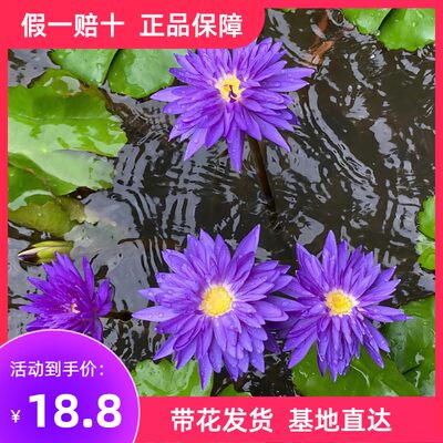 精品耐寒睡莲带花苞发货池塘碗莲花水池水培植物四季水生植物莲花