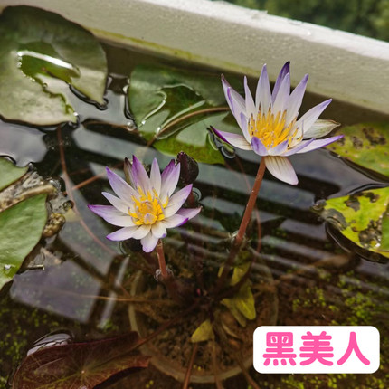 黑美人水培睡莲带花苞发货成品水养莲花