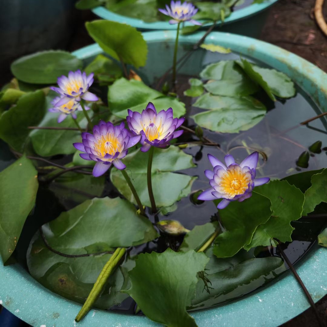 萨米睡莲水培植物带花苞发货成品苗