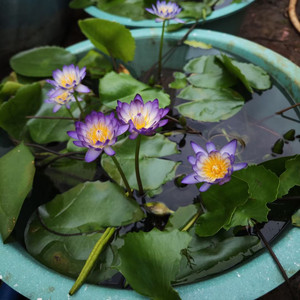 萨米睡莲水培植物带花苞发货成品苗