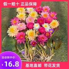 正品睡莲带花苞发货精品耐寒池塘水生植物水池水培植物四季荷花苗