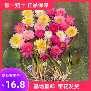正品睡莲带花苞发货精品耐寒池塘水生植物水池水培植物四季荷花苗