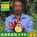 现摘云南昭通冰糖心丑苹果脆甜当季 脆甜新鲜糖心野苹果孕妇水果
