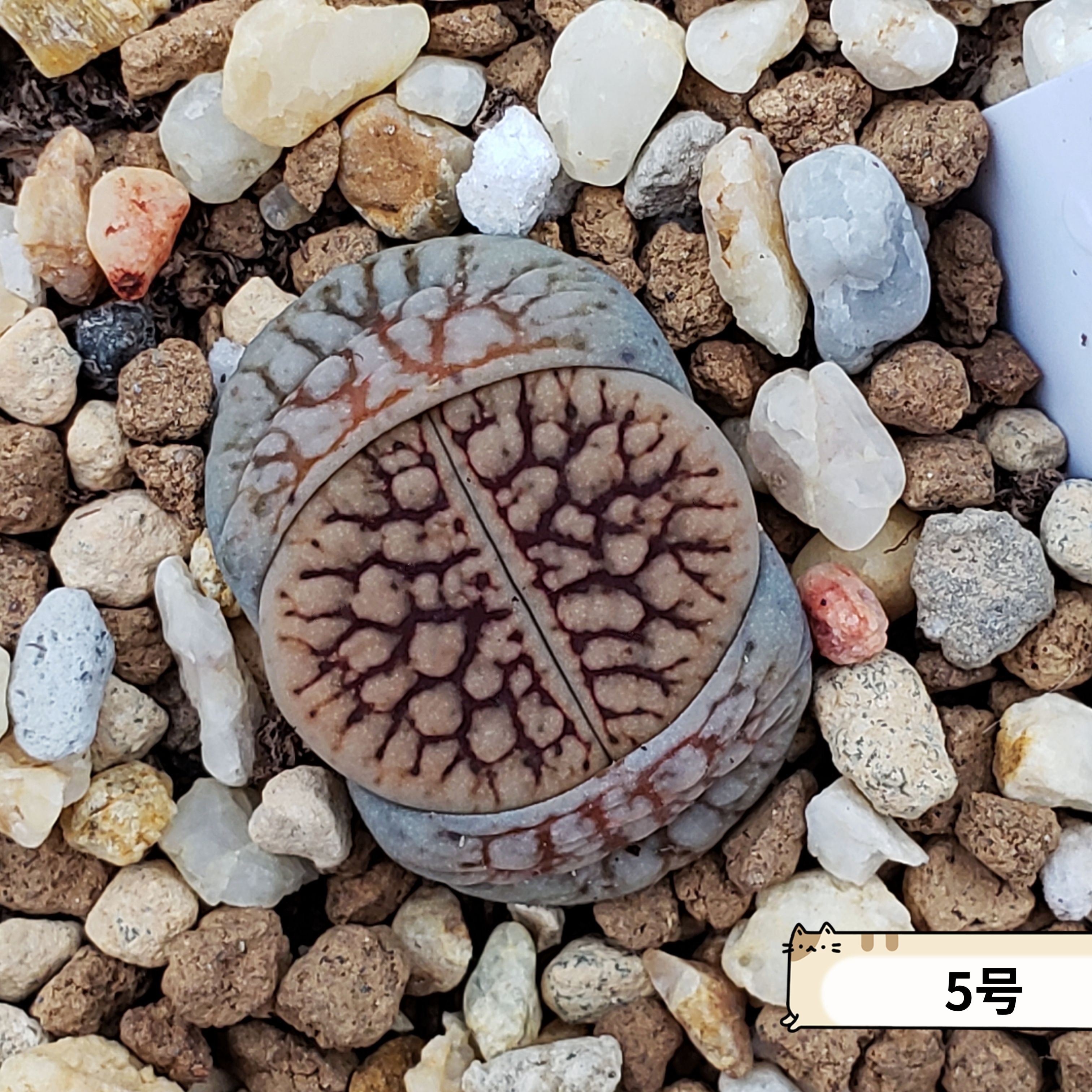 特选线招福 netwerk 3年 生石花 大宇番杏