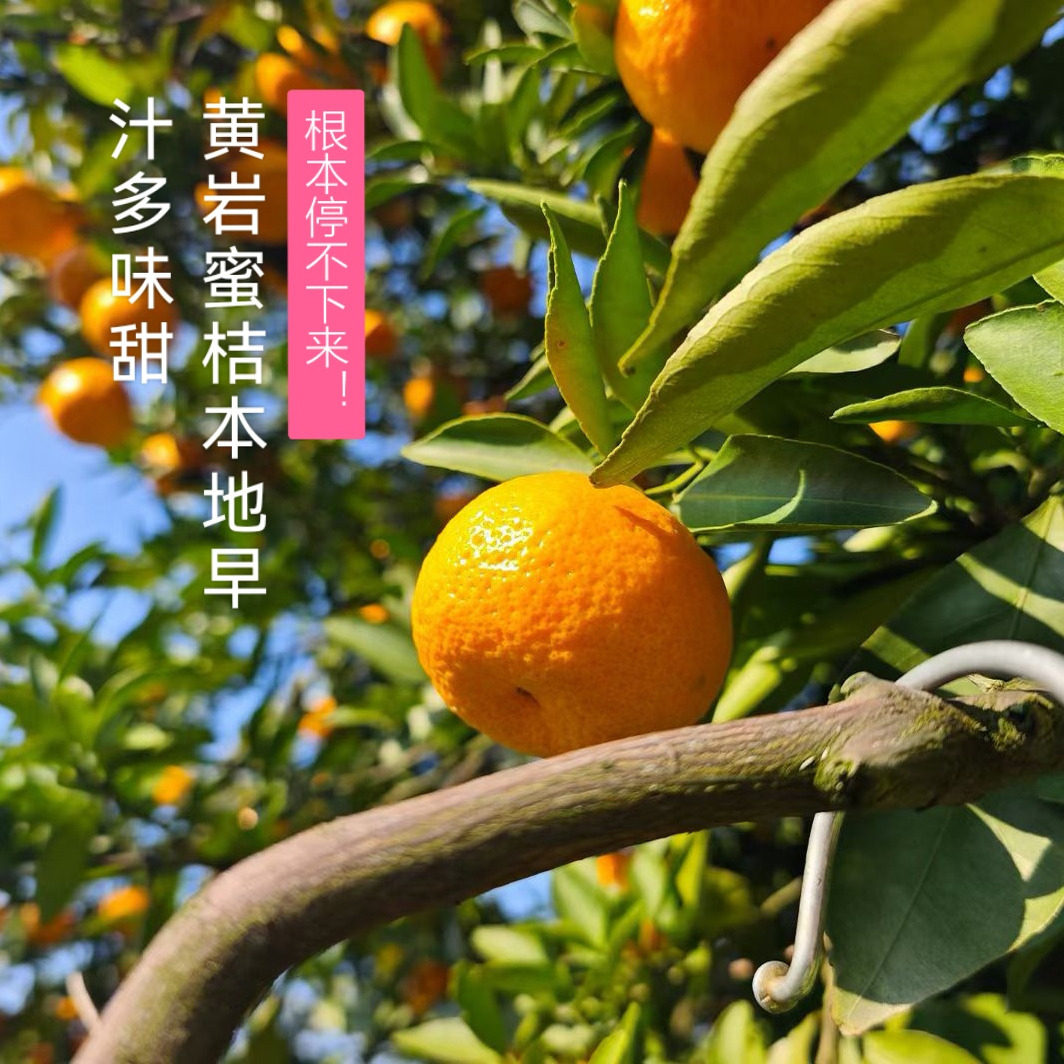 正宗黄岩蜜桔黄岩本地早新鲜蜜橘水果非涌泉橘橘子蜜桔现摘礼盒装