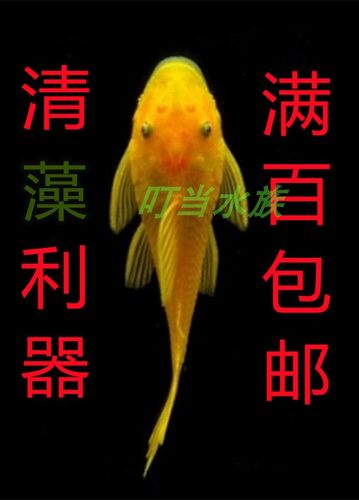胡子鱼黄金大胡子鱼清洁工具鱼清道夫鱼垃圾鱼除藻青苔粪红眼蓝眼