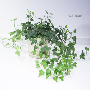 本木庐舍丨常春藤植物盆栽 长青藤 可悬挂 常绿藤木  造氧小能手